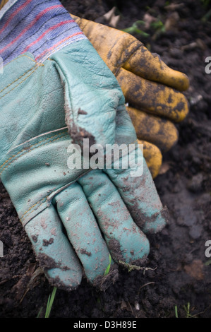 Digging and preparing the ground soil ready for planting vegetables, fruit and flowers. Stock Photo