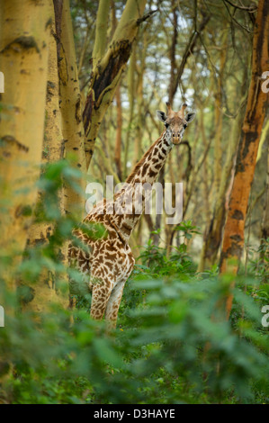 Maasai giraffe in yellow fever tree forest, Crescent Island Game