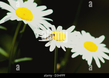 Wasp on Daisy Stock Photo