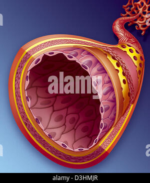 BLOOD CAPILLARY, DRAWING Stock Photo - Alamy