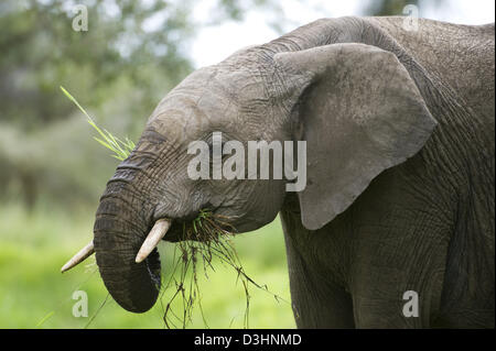 African elephant ( Loxodonta africana africana), Ol Pejeta Wildlife Conservancy, Laikipia, Kenya Stock Photo