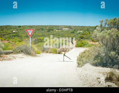 Wild emu crosses the road in front of a give way sign in rural Australia Stock Photo