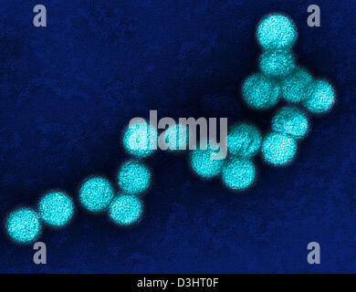 WEST NILE VIRUS Stock Photo