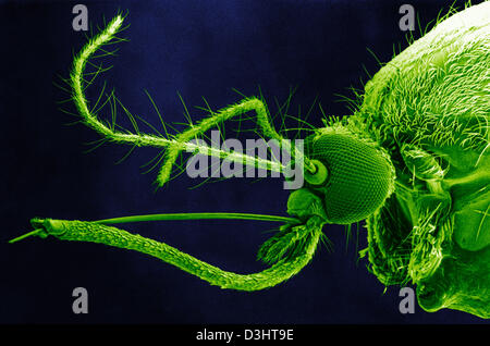 MOSQUITO, SEM Stock Photo