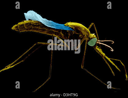 ANOPHELES STEPHENSI, SEM Stock Photo