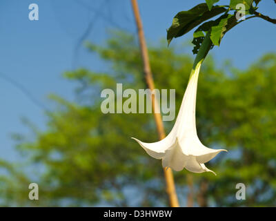 White datura flower (Catura metel Linn. in science name) Stock Photo