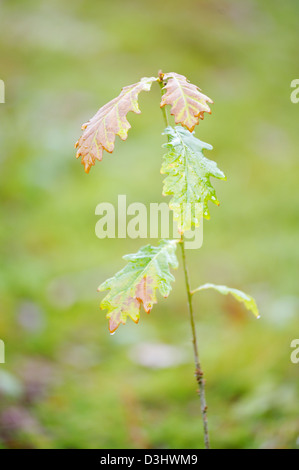 Young sapling Sessile Oak tree, Quercus petraea, Wales, UK Stock Photo