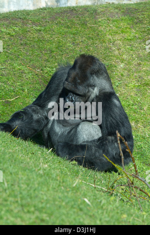 A big silverback gorilla sitting on grass Stock Photo