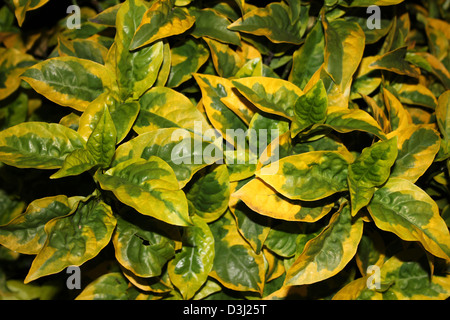 Yellow and Green Leaves Of The Shrub Evergreen Euonymus - Euonymus japonicus variety Ovatus aureus Stock Photo