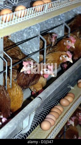 (dpa) - Laying hens sits in their cages on a chicken farm in Wriezen, Germany, 27 January 2004. Until the 1950s laying hens were kept predominantly in traditional ways which included a free range to move around, nests and sitting rods. With an increase in demand for eggs in the early 1960s, the production of eggs was rationalised. By the mid 1990s 90 percent of laying hens were kep Stock Photo