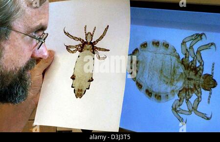 (dpa) - Professor Mark Stoneking, scientist at the Max-Planck Institute, studies on his computer the louse of a human (Pediculus humanus, R) and that of a chimpanzee (Pediculus schaeffi) in Leipzig, Germany, 18 August 2003. Stoneking belongs to a group of evolutionary anthropologist who where able to date the first use of human clothing by analysing the genes of lice. According to  Stock Photo