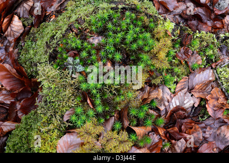 Common haircap moss (Polytrichum commune ) Stock Photo