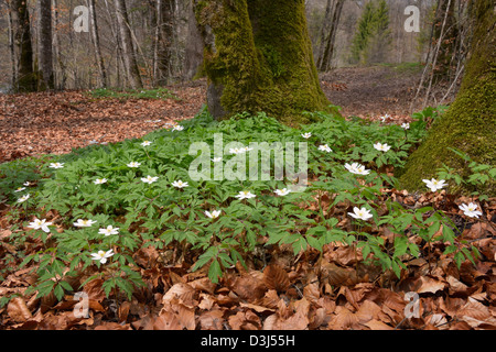 Wood Anemone together on the forest floor in front of a tree. Stock Photo