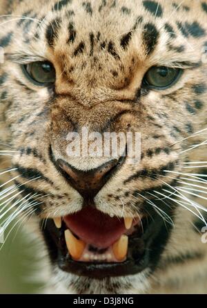 (dpa) - The female Amur leopard Sungari angrily snarls at visitors in its enclosure in the Frankfurt zoo, Germany, 21 April 2004. Stock Photo