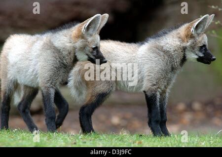 (dpa) - Two young maned wolfs (chrysocyon brachyurus), a male and a female, attentively observe their surroundings at the animal park in Nuremberg, Germany, 6 April 2004. The maned wolf usually inhabits the southern parts of South America between southern Brazil and Argentina and is marked by its noticeable long legs and the magnificant, fox-like colouration of its fur. Stock Photo