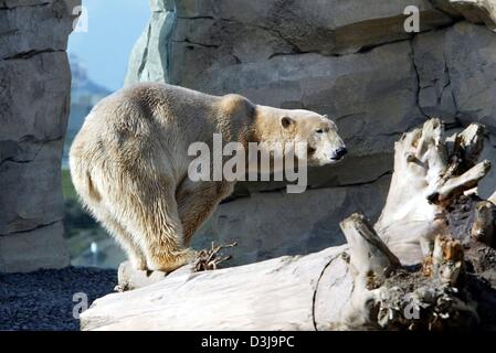 (dpa) - Polar bear 'Lloyd' stands in between large rocks and enjoys the sun at the 'Zoo am Meer' (zoo by the sea) in Bremerhaven, Germany, 24 March 2004. Three days later the smallest zoo in Germany was officially reopened after being rebuilt for 25 million euros. Stock Photo