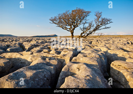 Yorkshire Dales National park Tree growing through the Limestone Pavement at White Scars, Yorkshire Dales, England, GB, UK, EU, Europe Stock Photo
