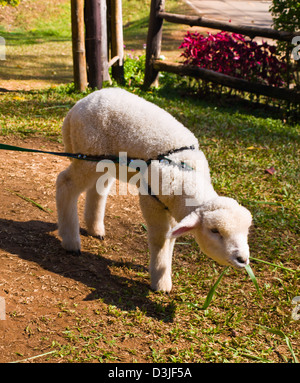 A sheep eating grass, Mae Hong Son Thailand Stock Photo