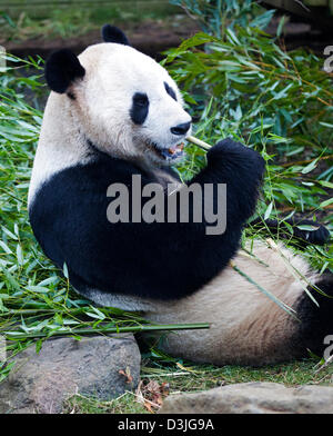 Edinburgh Zoo, Scotland, UK. 20th Feb 2013. Members of the UK Media gather at the enclosure of male panda Yang Guang 'Sunshine' while he roams back and forward scent marking, doing hand stands against walls and peering through the closed wire mesh opening  which separates him from Tian Tian 'Sweetie'. According to zoo staff the pair are showing encouraging signs that they are ready to mate and it is hoped that this will occur within the next few weeks.Yang Guang normally eats 35kg of food per day, currently he is eating 50kg mainly bamboo. Stock Photo