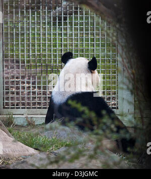 Edinburgh Zoo, Scotland, UK. 20th Feb 2013. Members of the UK Media gather at the enclosure of male panda Yang Guang 'Sunshine' while he roams back and forward scent marking, doing hand stands against walls and peering through the closed wire mesh opening which separates him from Tian Tian 'Sweetie'. According to zoo staff the pair are showing encouraging signs that they are ready to mate and it is hoped that this will occur within the next few weeks. Yang Guang normally eats 35kg of food per day, currently he is eating 50kg mainly bamboo. Stock Photo