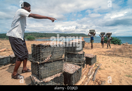 Fishermen carrying their catch of Kapenta fish from the boat to be laid out and sundried on the shores of Lake Kariba. Zimbabwe Stock Photo