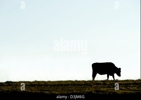 Single cow silhouetted against a light blue sky