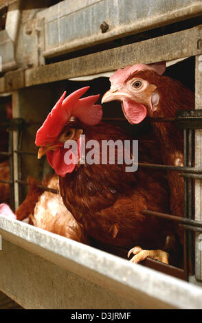 (dpa) - A rooster in a laying battery in Germany on 22 December 2004. Roosters are not allowed to be kept in laying batteries because the cages are fit to accomodate the much smaller hens. Roosters can't stand upright in the cages. However, it is said that the presence of roosters in a battery has a positive effect on the egg laying performance of the hens. In this case the rooster Stock Photo