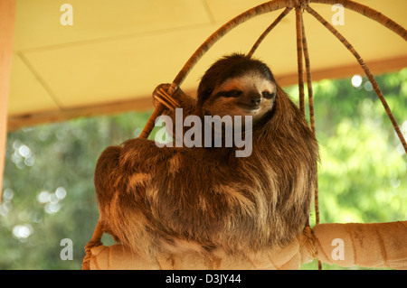 Buttercup is a 3 toed sloth that lives at the Sloth Sanctuary in Costa Rica. She is hanging in her basket and eating. Stock Photo