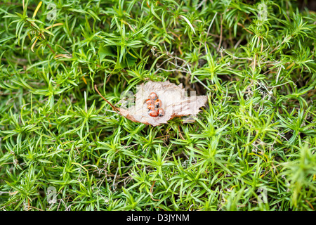 ladybugs on a dry leaf and green background Stock Photo