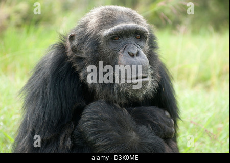 Chimpanzee, Pan troglodytes  , Sweetwaters Chimpanzee Sanctuary, Ol Pejeta Wildlife Conservancy, Laikipia, Kenya Stock Photo