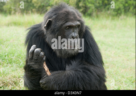 Chimpanzee, Pan troglodytes  , Sweetwaters Chimpanzee Sanctuary, Ol Pejeta Wildlife Conservancy, Laikipia, Kenya Stock Photo