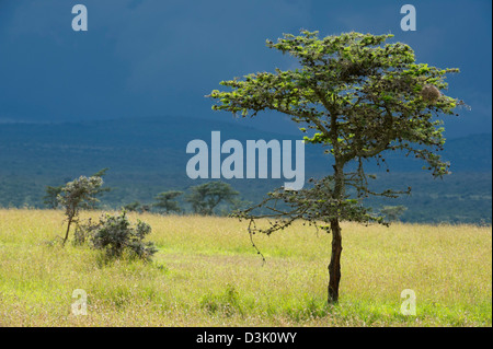 Acacia drepanolobium, Whistling Thorn (family Fabaceae), Ol Pejeta Wildlife Conservancy, Laikipia, Kenya Stock Photo