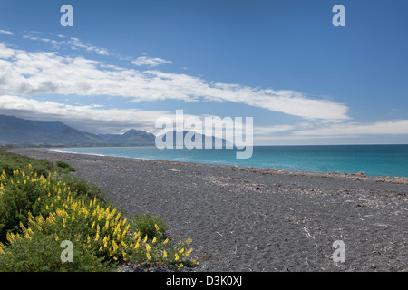 Beach at kaikoura with yellow lupins in springtime, New Zealand Stock Photo