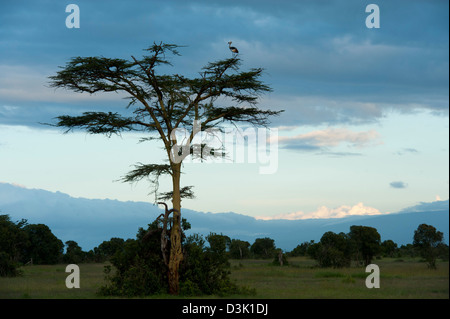 Grey Crowned Crane (Balearica regulorum) sitting in a yellow fever tree at dusk , Ol Pejeta Wildlife Conservancy, Laikipia, Kenya Stock Photo