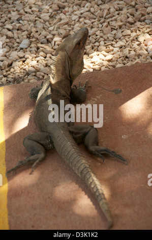 Large Iguana on the sidewalk Stock Photo