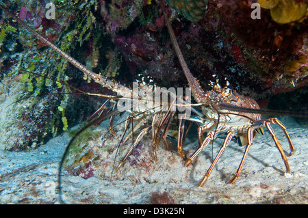 Pair of Spiny Caribbean lobsters under overhang. Stock Photo
