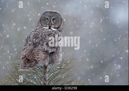 A Great Gray Owl (Strix nebulosa) sits on the pinnacle of a small pine as snow falls, Missoula, Montana Stock Photo
