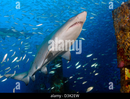 Sand Tiger Shark on wreck of USCG Cutter Spar, part of the artificial reef program in North Carolina. Stock Photo