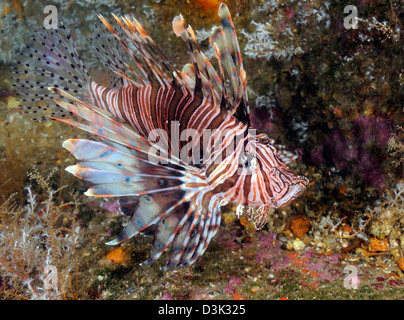 Invasive Indo-Pacific lionfish on wreck in North Carolina. Stock Photo