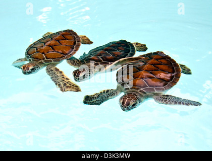 Three baby green turtles in nursery pool in Riviera Maya, Mexico. Stock Photo