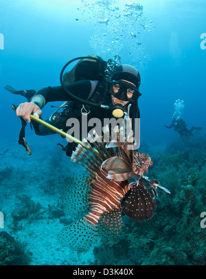 Diver spears an invasive Indo-Pacific Lionfish in the Caribbean Sea. Stock Photo