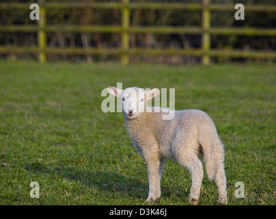 young spring lamb in field Stock Photo