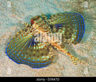 Flying Gurnard on sand in Carribean Sea. Stock Photo