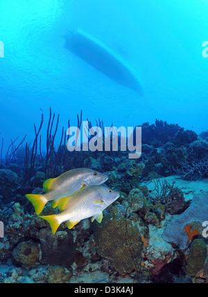 A pair of Schoolmaster Snapper on Caribbean reef with silhouette of boat overhead. Stock Photo