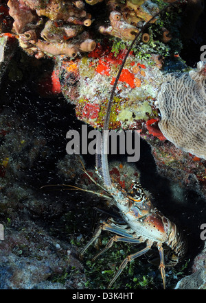 Caribbean Spiny Lobster on Caribbean reef. Stock Photo