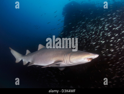 Sand Tiger shark swims by the wreck of USCGC Spar off coast of North Carolina. Stock Photo