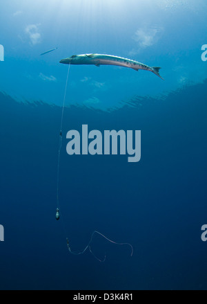 Great Barracuda hooked with fishing line in Atlantic Ocean. Stock Photo