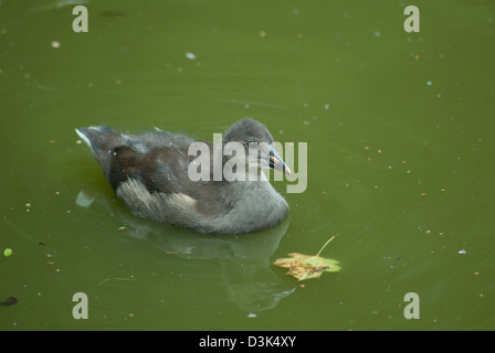 young Common Moorhen (Gallinula chloropus) on a pool Stock Photo