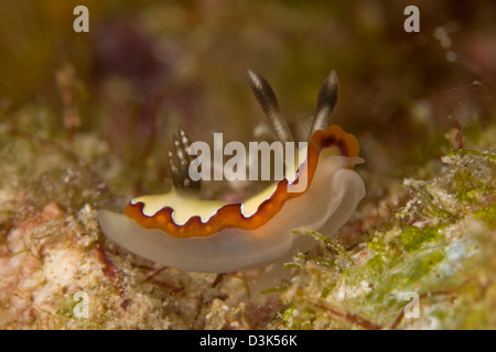 Chromodoris fidelis sea slug nudibranch, Mataking, Sabah, Malaysia. Stock Photo