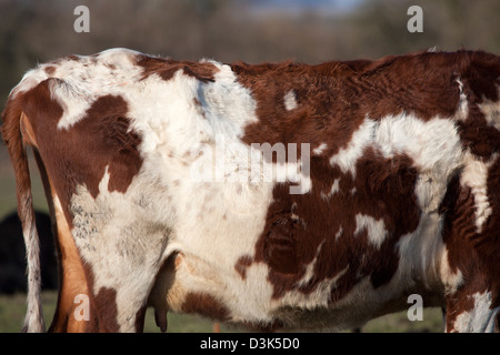 Cow Hide Stock Photo